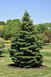 Black Hills Spruce (Picea glauca var. densata) at Stonegate Gardens