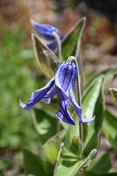 Blue Ribbons Bush Clematis (Clematis integrifolia 'Blue Ribbons') at Lakeshore Garden Centres
