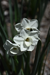 Scilly White Daffodil (Narcissus 'Scilly White') at Stonegate Gardens