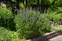 Purple Smoke False Indigo (Baptisia 'Purple Smoke') at A Very Successful Garden Center