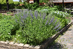 Blue Wild Indigo (Baptisia australis) at Lakeshore Garden Centres