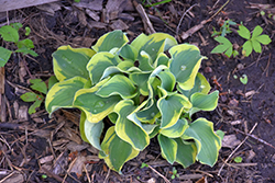 Mini Skirt Hosta (Hosta 'Mini Skirt') at Lakeshore Garden Centres