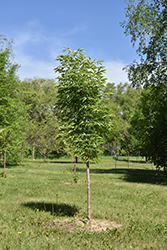 Lavaburst Ohio Buckeye (Aesculus glabra 'Lavadak') at Stonegate Gardens
