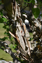 Cinnamon Curls Dwarf Korean Birch (Betula costata 'CinnDak') at Stonegate Gardens