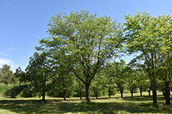 Halka Honeylocust (Gleditsia triacanthos 'Halka') at Lakeshore Garden Centres
