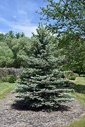 Baby Blue Eyes Spruce (Picea pungens 'Baby Blue Eyes') at Lakeshore Garden Centres