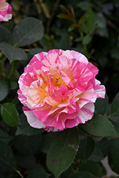 Maurice Utrillo Rose (Rosa 'Delstavo') at Stonegate Gardens