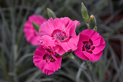 American Pie Bumbleberry Pie Pinks (Dianthus 'Wp15 Pie54') at Lakeshore Garden Centres