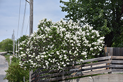 White French Lilac (Syringa vulgaris 'Alba') at Stonegate Gardens
