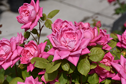 Pink Double Knock Out Rose (Rosa 'Radtkopink') at Lakeshore Garden Centres