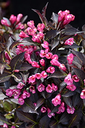 Spilled Wine Weigela (Weigela florida 'Bokraspiwi') at Lakeshore Garden Centres