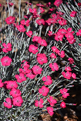 Wicked Witch Pinks (Dianthus gratianopolitanus 'Wicked Witch') at Wallitsch Nursery And Garden Center