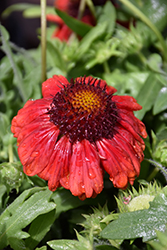 Mesa Red Blanket Flower (Gaillardia x grandiflora 'Mesa Red') at Lakeshore Garden Centres