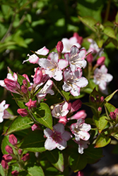 Carnaval Weigela (Weigela 'Courtalor') at Lakeshore Garden Centres