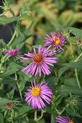 Rose Beauty Aster (Symphyotrichum novae-angliae 'Rose Beauty') at A Very Successful Garden Center