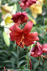 Morden Butterfly Lily (Lilium 'Morden Butterfly') at Stonegate Gardens