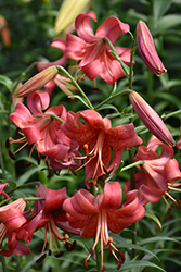 Morden Butterfly Lily (Lilium 'Morden Butterfly') at Stonegate Gardens