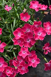 Beauties Kahori Scarlet Pinks (Dianthus 'Kahori Scarlet') at Stonegate Gardens
