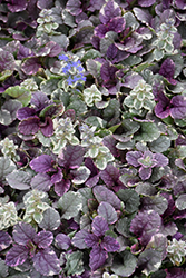 Burgundy Glow Bugleweed (Ajuga reptans 'Burgundy Glow') at Lakeshore Garden Centres