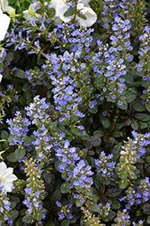 Chocolate Chip Bugleweed (Ajuga reptans 'Chocolate Chip') at The Mustard Seed