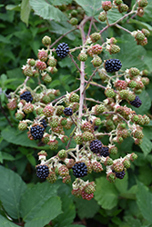 Blackberry (Rubus fruticosus) at Stonegate Gardens