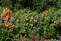 Pink Beauty Potentilla (Potentilla fruticosa 'Pink Beauty') at Lakeshore Garden Centres