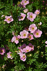 Pink Beauty Potentilla (Potentilla fruticosa 'Pink Beauty') at A Very Successful Garden Center