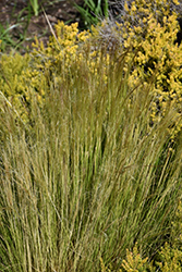 Pony Tails Mexican Feather Grass (Nassella tenuissima 'Pony Tails') at Stonegate Gardens