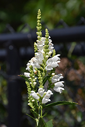 Crystal Peak White Obedient Plant (Physostegia virginiana 'Crystal Peak White') at Stonegate Gardens