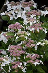 Lanarth White Hydrangea (Hydrangea macrophylla 'Lanarth White') at Stonegate Gardens