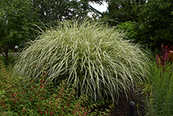 Goldfeder Maiden Grass (Miscanthus sinensis 'Goldfeder') at Stonegate Gardens