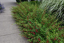 Hardy Fuchsia (Fuchsia magellanica) at Stonegate Gardens