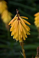 Little Maid Torchlily (Kniphofia 'Little Maid') at Stonegate Gardens