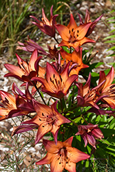 Royal Sunset Lily (Lilium 'Royal Sunset') at A Very Successful Garden Center