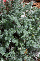 Hairy Canaryflower (Dorycnium hirsutum) at A Very Successful Garden Center