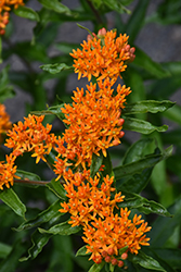 Butterfly Weed (Asclepias tuberosa) at A Very Successful Garden Center