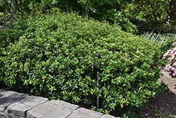 Gulftide False Holly (Osmanthus heterophyllus 'Gulftide') at Stonegate Gardens
