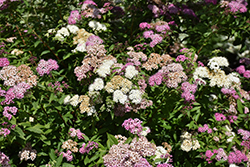 Shirobana Spirea (Spiraea japonica 'Shirobana') at Lakeshore Garden Centres