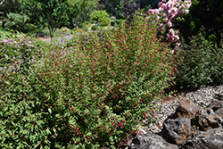 Thompsonii Hardy Fuchsia (Fuchsia magellanica 'Thompsonii') at Stonegate Gardens