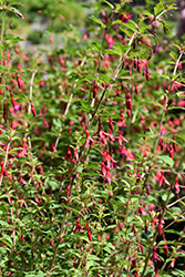 Thompsonii Hardy Fuchsia (Fuchsia magellanica 'Thompsonii') at Stonegate Gardens