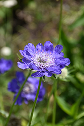 Fama Deep Blue Pincushion Flower (Scabiosa caucasica 'Fama Deep Blue') at Stonegate Gardens