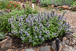 Blue Panther Catmint (Nepeta subsessilis 'Blue Panther') at Lakeshore Garden Centres