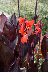 Red Futurity Canna (Canna 'Red Futurity') at Stonegate Gardens