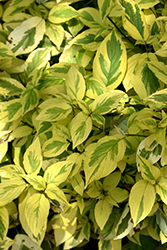Hedgerows Gold Variegated Red-Twig Dogwood (Cornus sericea 'Hedgerows Gold') at Stonegate Gardens