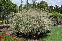 Tricolor Willow (Salix integra 'Hakuro Nishiki') at A Very Successful Garden Center