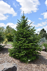Pindrow Fir (Abies pindrow) at Stonegate Gardens