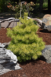Trollguld Scotch Pine (Pinus sylvestris 'Trollguld') at Stonegate Gardens