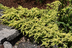 All Gold Shore Juniper (Juniperus conferta 'All Gold') at Stonegate Gardens