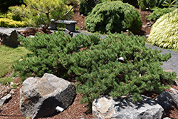 Shoodic Dwarf Jack Pine (Pinus banksiana 'Schoodic') at Stonegate Gardens