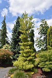 Louie Eastern White Pine (Pinus strobus 'Louie') at Stonegate Gardens